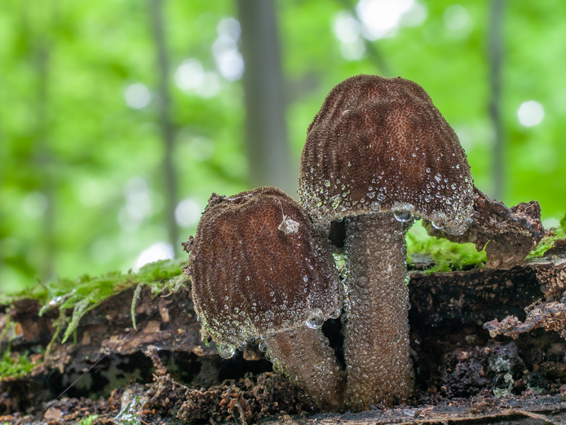 Pluteus umbrosus